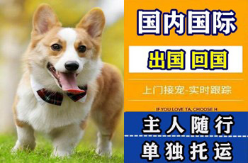 丽江市宠物托运公司丽江市宠物托运公司丽江市宠物托运公司