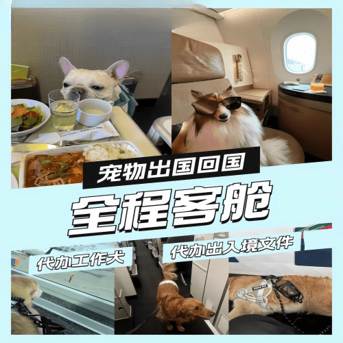 丽江市宠物托运到白俄罗斯宠物入境规定和要求